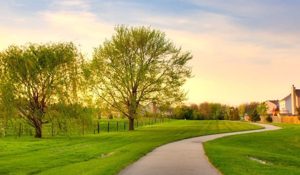 A residential walkway with two trees and houses in the background, representing a typical neighborhood in an HOA community.